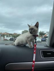 Lost Female Cat last seen 6th n broadway, Los Angeles, CA 90291