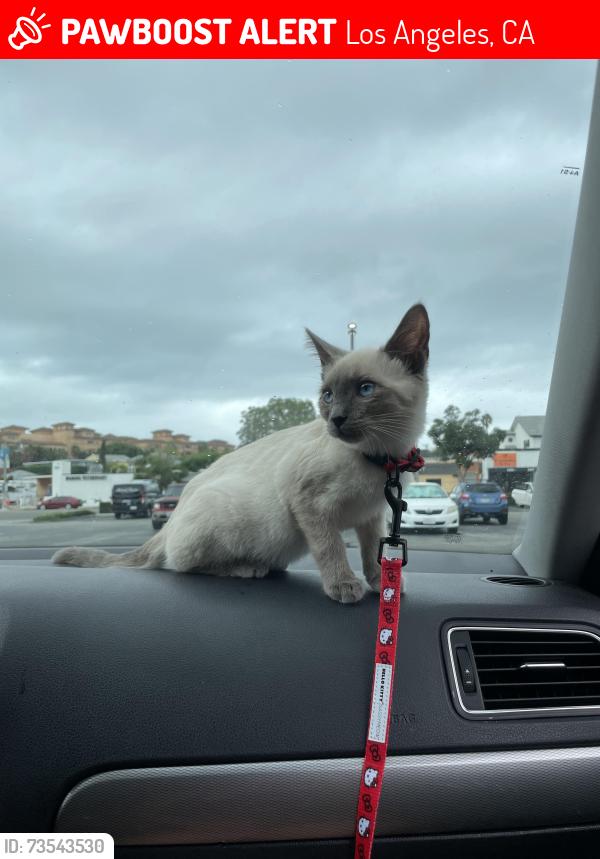 Lost Female Cat last seen 6th n broadway, Los Angeles, CA 90291