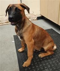Shelter Stray Male Dog last seen , 600 Aviation Dr, Camarillo, CA 93010, USA