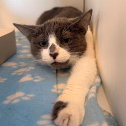 Shelter Stray Female Cat last seen Near, 5001 E Raymond St, Indianapolis, IN 46203, USA