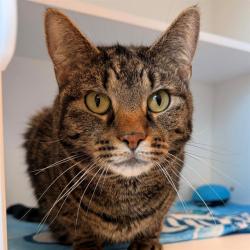 Shelter Stray Male Cat last seen OUT OF JURIS, 5001 E Raymond St, Indianapolis, IN 46203, USA