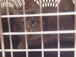 Shelter Stray Unknown Cat last seen ANONA WAY/HAZEL AVE, ORANGEVALE CA 95662, 3839 Bradshaw Rd, Sacramento, CA 95827, USA