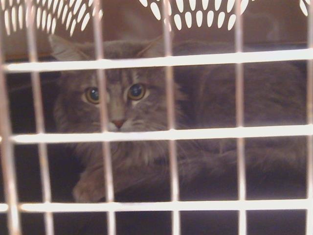 Shelter Stray Unknown Cat last seen ANONA WAY/HAZEL AVE, ORANGEVALE CA 95662, 3839 Bradshaw Rd, Sacramento, CA 95827, USA