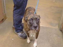 Shelter Stray Female Dog last seen MANLOVE RD/FOLSOM BLVD, SACRAMENTO CA 95826, 3839 Bradshaw Rd, Sacramento, CA 95827, USA
