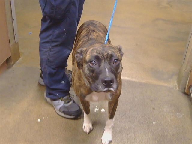 Shelter Stray Female Dog last seen MANLOVE RD/FOLSOM BLVD, SACRAMENTO CA 95826, 3839 Bradshaw Rd, Sacramento, CA 95827, USA