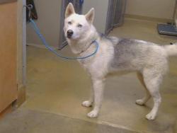 Shelter Stray Female Dog last seen BERRY RD/APPLE RD, WILTON CA 95693, 3839 Bradshaw Rd, Sacramento, CA 95827, USA