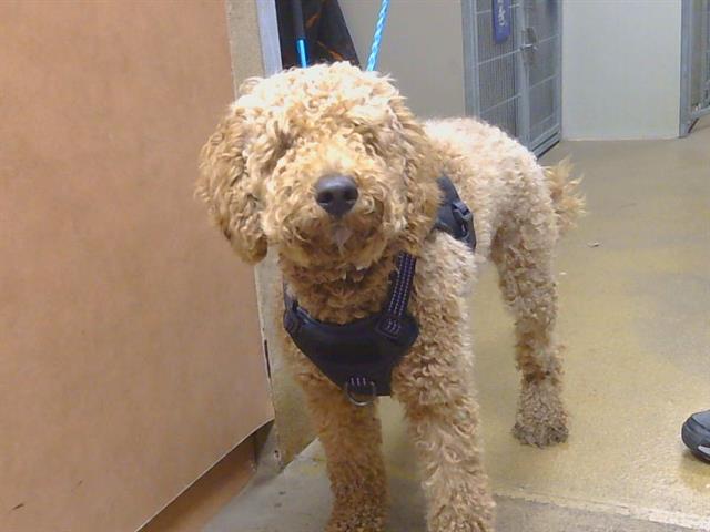 Shelter Stray Male Dog last seen WRIGHT ST/ALTA ARDEN EXPY, SACRAMENTO CA 95825, 3839 Bradshaw Rd, Sacramento, CA 95827, USA