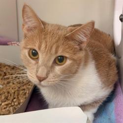 Shelter Stray Female Cat last seen Near, 5001 E Raymond St, Indianapolis, IN 46203, USA