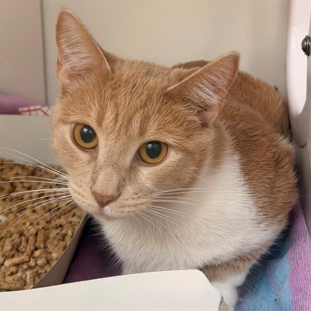 Shelter Stray Female Cat last seen Near, 5001 E Raymond St, Indianapolis, IN 46203, USA