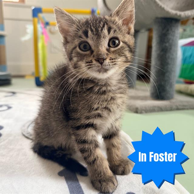 Shelter Stray Female Cat last seen Near, 5001 E Raymond St, Indianapolis, IN 46203, USA