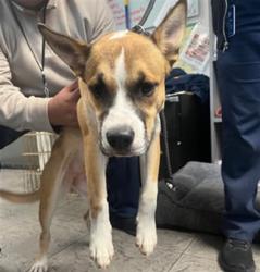 Shelter Stray Female Dog last seen , 11361 W Pico Blvd, Los Angeles, CA 90064, USA