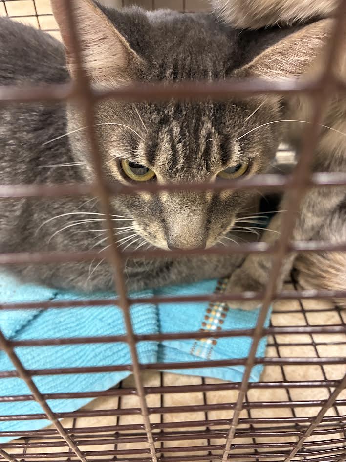 Shelter Stray Male Cat last seen , 957 N Gaffey St, San Pedro, CA 90731, USA