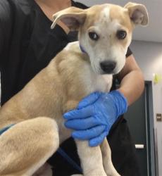 Shelter Stray Male Dog last seen Near BLOCK KENNER AVE, INDIO, CA, 72050 Pet Land Pl, Thousand Palms, CA 92276, USA
