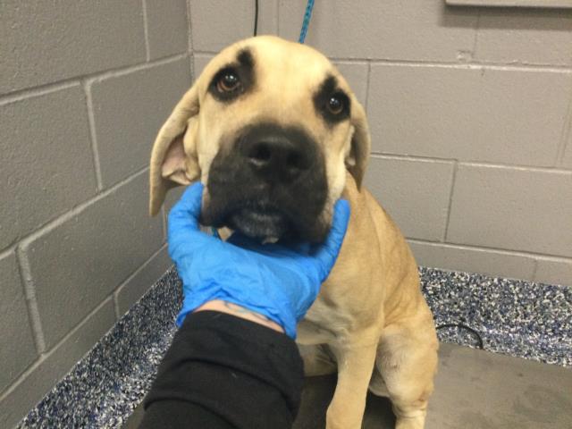 Shelter Stray Female Dog last seen HWY 86 X AIRPORT BLVD, THERMAL, 72050 Pet Land Pl, Thousand Palms, CA 92276, USA