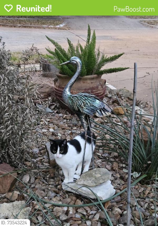 Reunited Female Cat last seen Kingsland, Katy, TX 77450