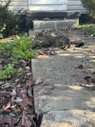 Found/Stray Unknown Cat last seen Perry, Canton, OH 44706