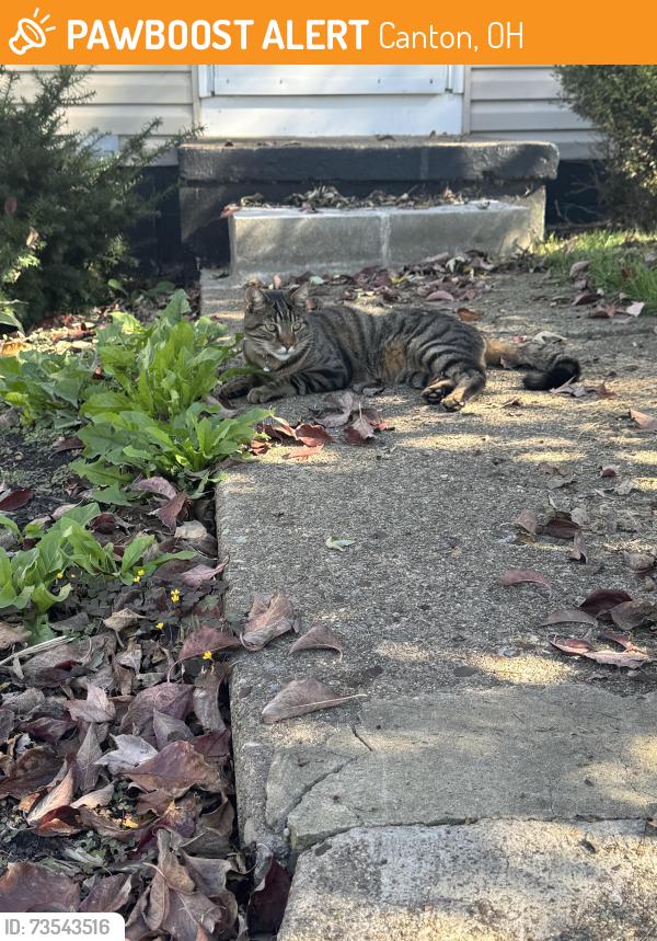 Found/Stray Unknown Cat last seen Perry, Canton, OH 44706