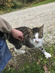 Reunited Male Cat last seen RATALEE LK RD, Rose Township, MI 48442