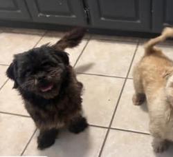 Lost Male Dog last seen Rogene st and onus dr, Fort Worth, TX 76180