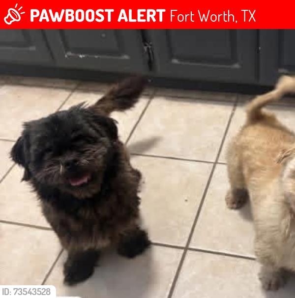 Lost Male Dog last seen Rogene st and onus dr, Fort Worth, TX 76180