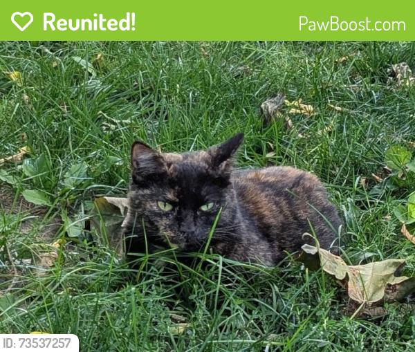 Reunited Female Cat last seen Lincoln Ave and glen ave, Amsterdam, NY 12010