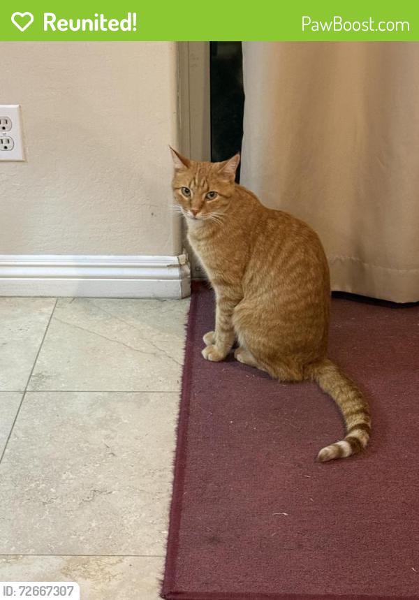 Reunited Male Cat last seen Canary way and 186th St., Queen Creek, AZ 85142