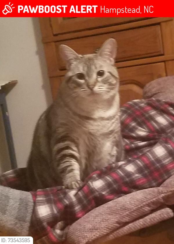 Lost Female Cat last seen Out back by walking path, Hampstead, NC 28443
