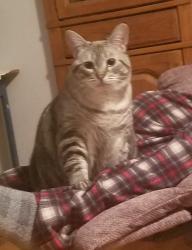 Lost Female Cat last seen Out back by walking path, Hampstead, NC 28443