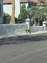 Reunited Female Dog last seen South Fort Apache & mariners cove, Las Vegas, NV 89117