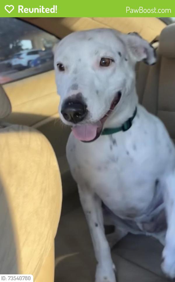 Reunited Female Dog last seen Near Montana area, , MT 