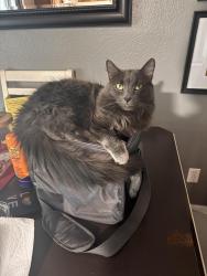 Reunited Male Cat last seen 55th & Broadway, Wichita, KS 67216
