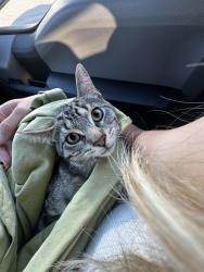 Lost Male Cat last seen Oatka Creek park, Scottsville, NY 14546