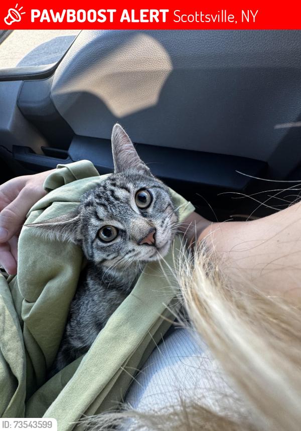 Lost Male Cat last seen Oatka Creek park, Scottsville, NY 14546