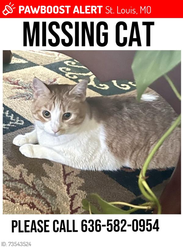 Lost Female Cat last seen St. Louis hills hampton and Robert ave, St. Louis, MO 63109