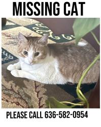 Lost Female Cat last seen St. Louis hills hampton and Robert ave, St. Louis, MO 63109