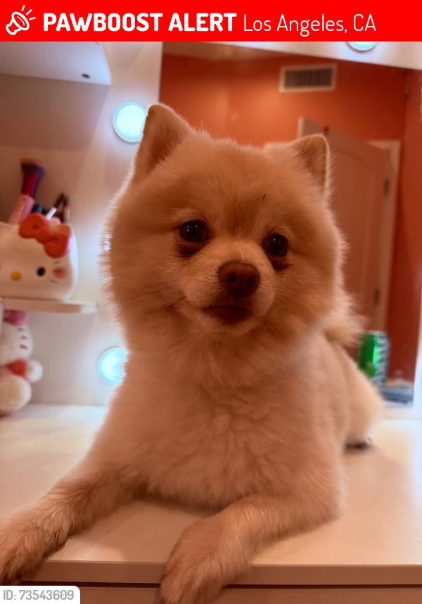 Lost Male Dog last seen leadwell st, Los Angeles, CA 91303