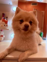 Lost Male Dog last seen leadwell st, Los Angeles, CA 91303