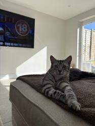 Lost Male Cat last seen Country Way, Tescos Extra, Wiltshire, England 
