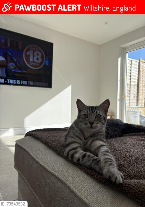 Lost Male Cat last seen Country Way, Tescos Extra, Wiltshire, England 
