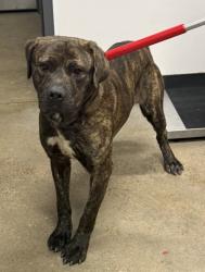 Shelter Stray Male Dog last seen Near Columbia, 5th District, OH, 9203 Detroit Ave, Cleveland, OH 44102, USA