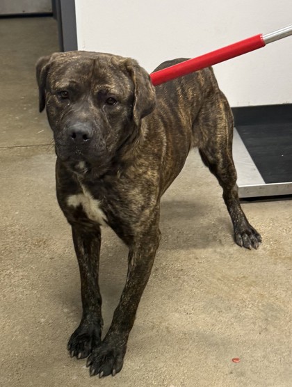 Shelter Stray Male Dog last seen Near Columbia, 5th District, OH, 9203 Detroit Ave, Cleveland, OH 44102, USA