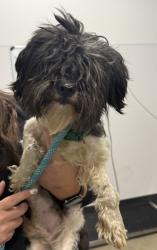 Shelter Stray Male Dog last seen Near Thornwood, 5th District, OH, 9203 Detroit Ave, Cleveland, OH 44102, USA