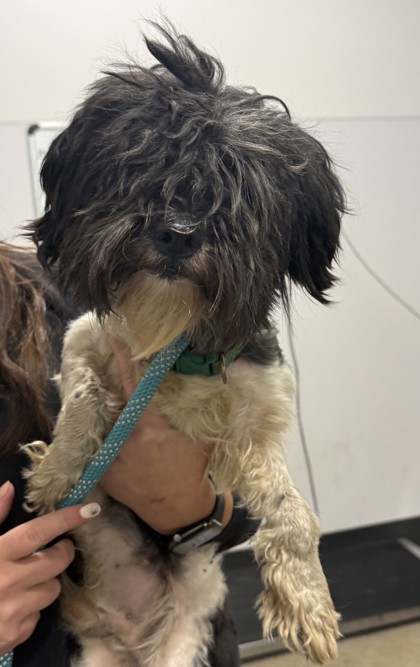 Shelter Stray Male Dog last seen Near Thornwood, 5th District, OH, 9203 Detroit Ave, Cleveland, OH 44102, USA