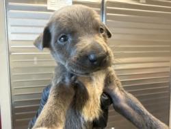 Shelter Stray Female Dog last seen Town East Pool, 75150, TX, 1650 Gross Rd, Mesquite, TX 75149, USA