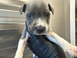Shelter Stray Male Dog last seen Town East Pool, 75150, TX, 1650 Gross Rd, Mesquite, TX 75149, USA