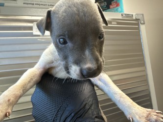 Shelter Stray Female Dog last seen Town East Pool, 75150, TX, 1650 Gross Rd, Mesquite, TX 75149, USA
