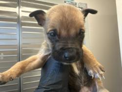 Shelter Stray Male Dog last seen Town East Pool, 75150, TX, 1650 Gross Rd, Mesquite, TX 75149, USA