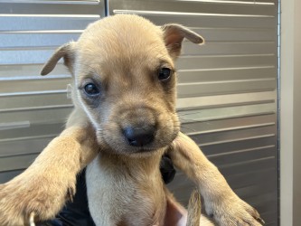 Shelter Stray Male Dog last seen Town East Pool, 75150, TX, 1650 Gross Rd, Mesquite, TX 75149, USA