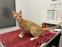 Shelter Stray Male Cat last seen E 71st Ter & Paseo, 64132, 64132, MO, 7077 Elmwood Ave, Kansas City, MO 64132, USA