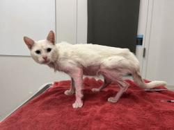 Shelter Stray Male Cat last seen Near N Gower Avenue, 64151, MO, 7077 Elmwood Ave, Kansas City, MO 64132, USA
